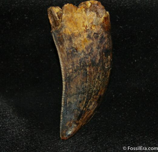 Highly Collectable Tyrannosaurus Rex (T-Rex) Tooth #715